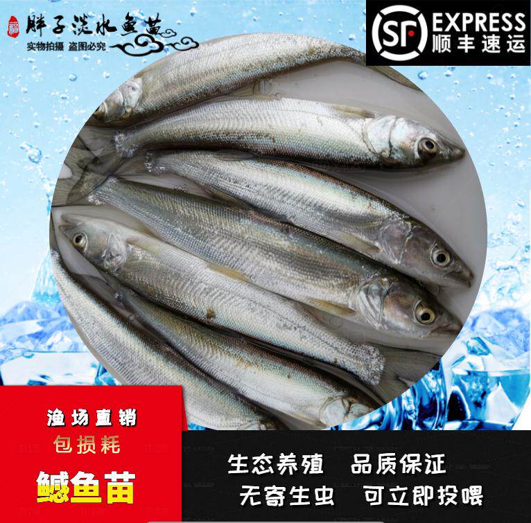 鳡鱼鱼苗淡水养殖水老虎肉食性鱼