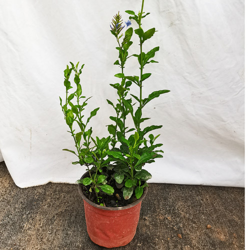 耐晒室外绿植楼顶趣味木本花卉