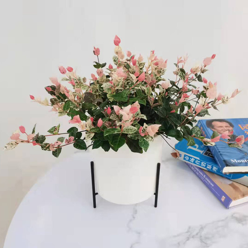 钻石翡翠千叶吊兰花叶络石垂吊兰绿植盆栽四季常青室内外净化空气