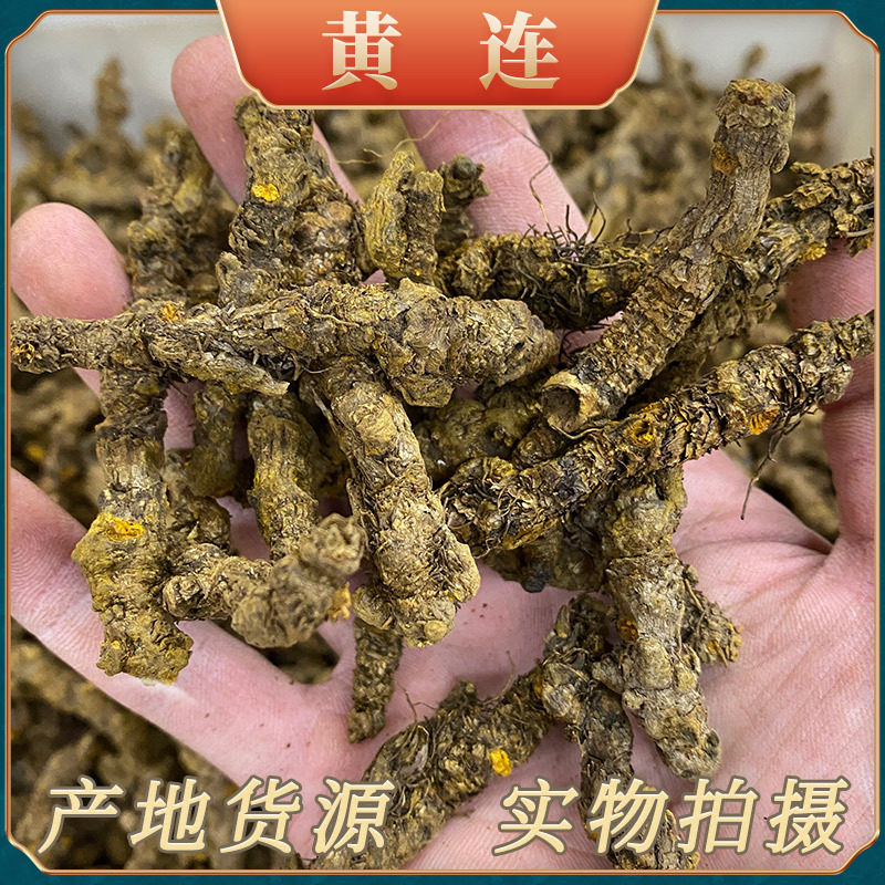 中药材批发四川石柱黄连片新货 产地货源黄莲