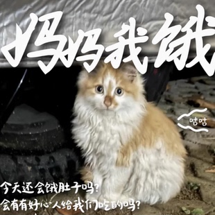 爱心捐赠流浪动物随手捐款1分钱0.01元1毛一块钱商品包邮一元公益