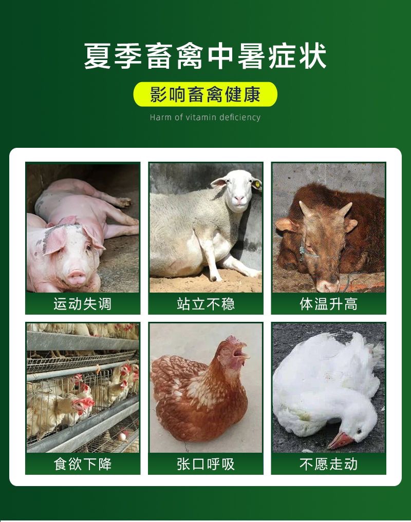 夏季防暑兽用藿香正气液 防暑降温