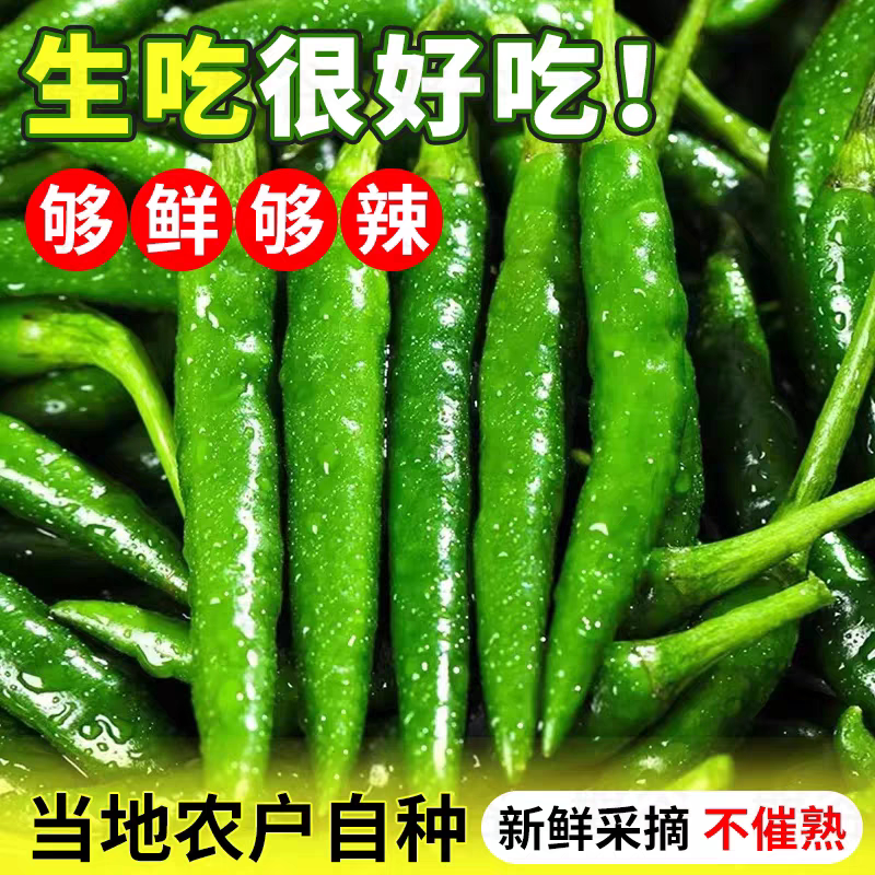 新鲜青杭椒现摘薄皮青椒正宗杭椒土辣椒开胃辣青椒时令蔬菜下饭菜