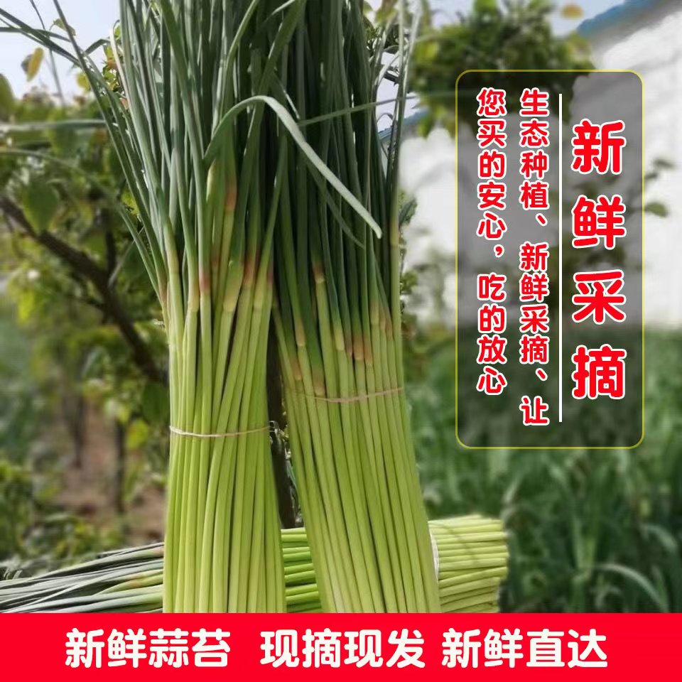 2024河南新鲜蒜苔5当季蔬菜农家自种短红帽蒜苔薹蒜毫青蒜苗包邮9