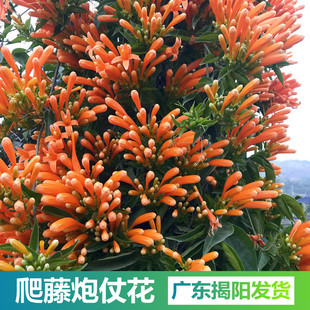 炮仗花苗爬藤植物四季常青攀援花卉阳台庭院