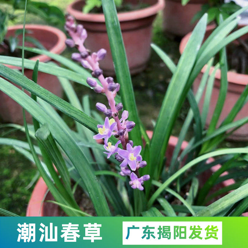 潮汕春草胶己人喜事花草庭院阳台绿植净化空气室内观叶