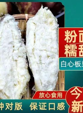 白心板栗薯白心红薯粉糯地瓜红薯正宋板栗薯干面番薯