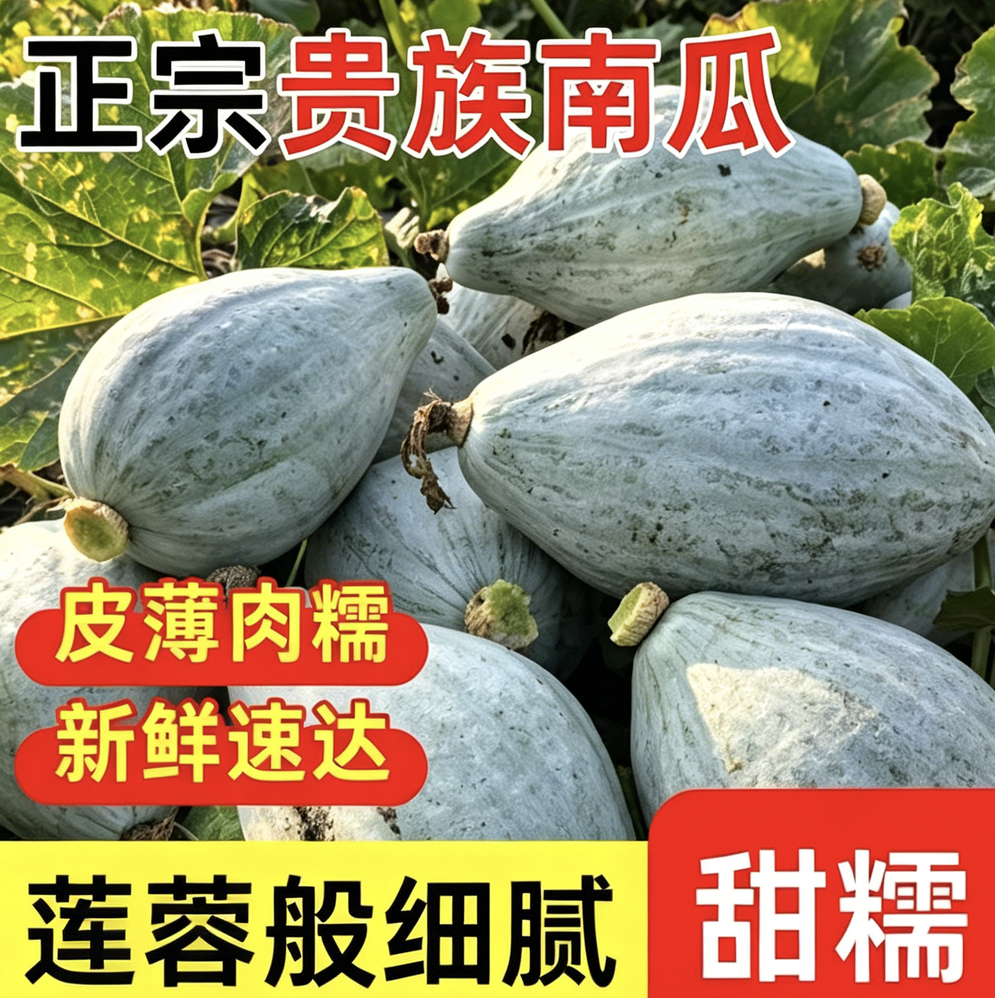 当季新瓜新疆贵族南瓜长南瓜金丝栗银板栗沙漠南瓜老南瓜板栗南瓜