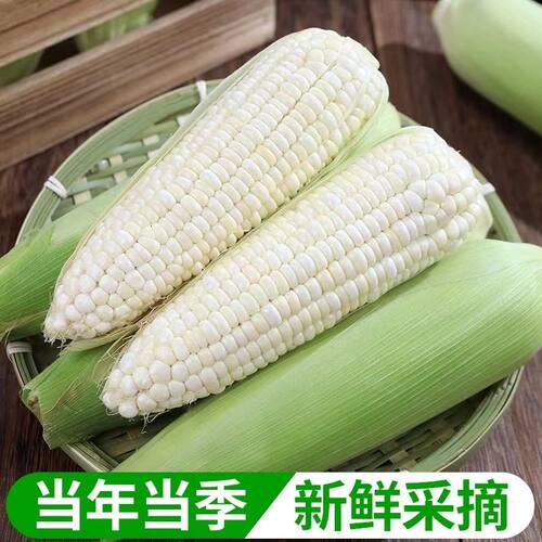 【鲜】现摘新鲜白糯玉米香糯玉米白甜糯玉米带壳糯玉米应季糯玉米