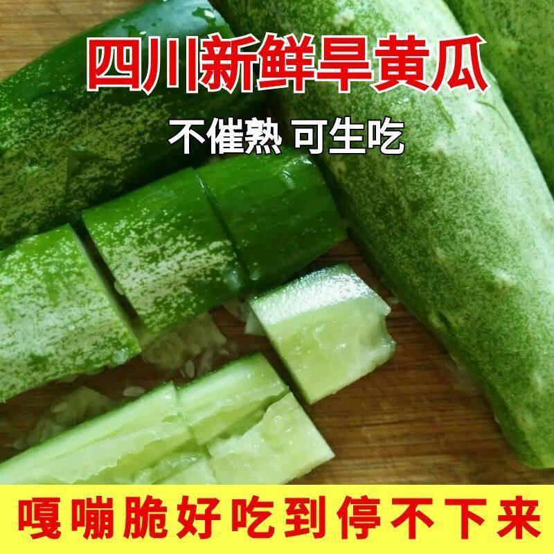 批发新鲜黄瓜重庆旱黄瓜脆嫩多汁生吃脆甜农家小黄瓜生吃蔬菜包邮