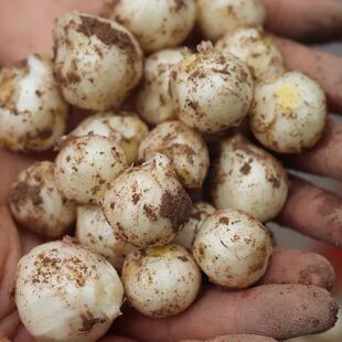 川渝特产苦藠头带泥新鲜现挖薤白団葱野葱头野生苦茭头苦藠老鸭汤