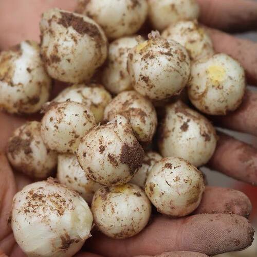 川渝特产苦藠头带泥新鲜现挖薤白団葱野葱头野生苦茭头苦藠老鸭汤