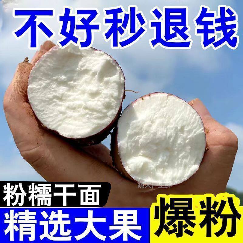 打粉薯红薯淀粉 白心红薯营养丰富白瓤红皮绵密细腻软糯肉香皮薄