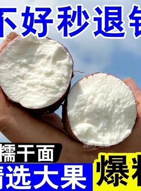 打粉薯红薯淀粉 白心红薯营养丰富白瓤红皮绵密细腻软糯肉香皮薄
