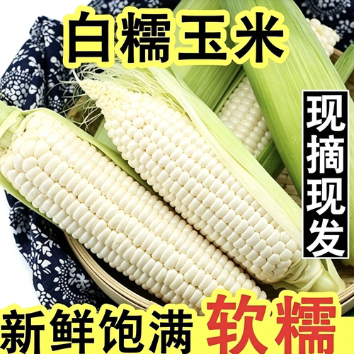 【鲜】现摘新鲜白糯玉米香糯玉米白甜糯玉米带壳糯玉米应季糯玉米