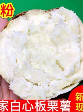正宗白心板栗薯板粟红薯白心红薯粉糯干面地瓜当季番薯