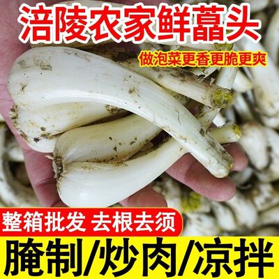26年荞头现挖新鲜农家荞头自种现挖藠头教头茭头叫头蔬菜泡菜大个