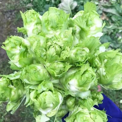 重庆儿菜新鲜芥菜农家时令耐寒抱儿菜泡菜奶奶菜当季腌制蔬菜买菜