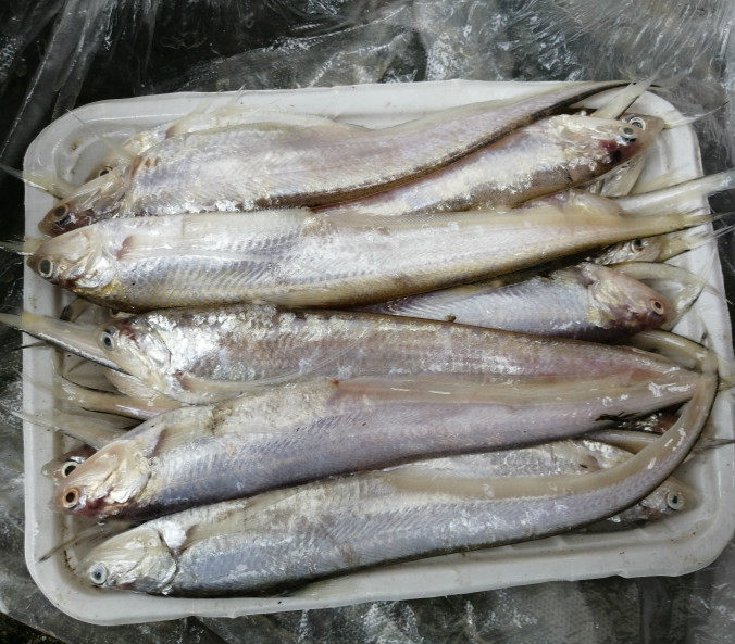 海水新鲜毛刀鱼凤尾鱼刨花鱼毛鱼毛花鱼鲜鱼速冻顺丰发货(500g)