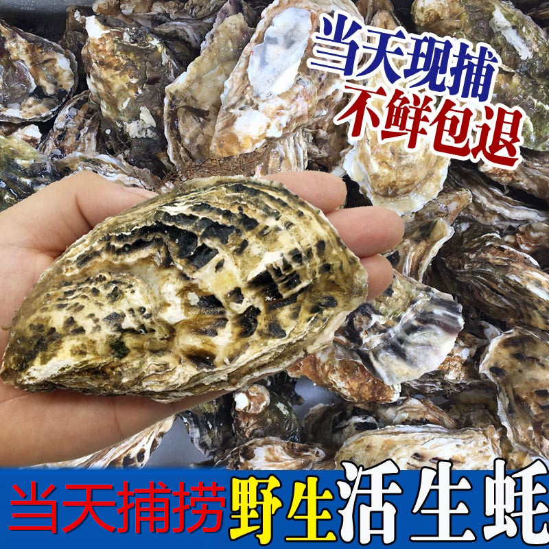 带壳红岛烧烤500克超大海鲜