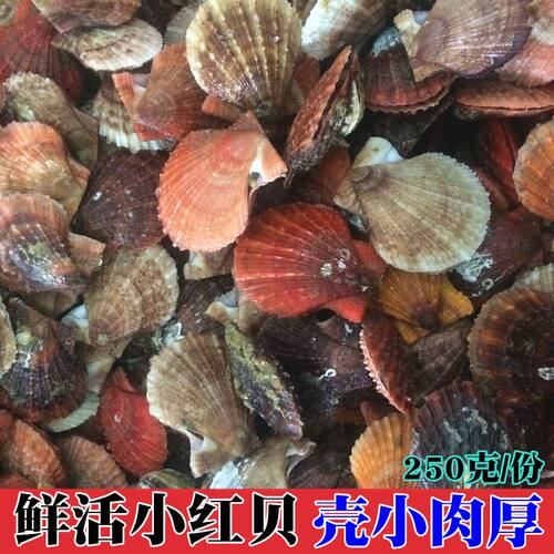 鲜活扇贝水产烧烤蒜蓉粉丝