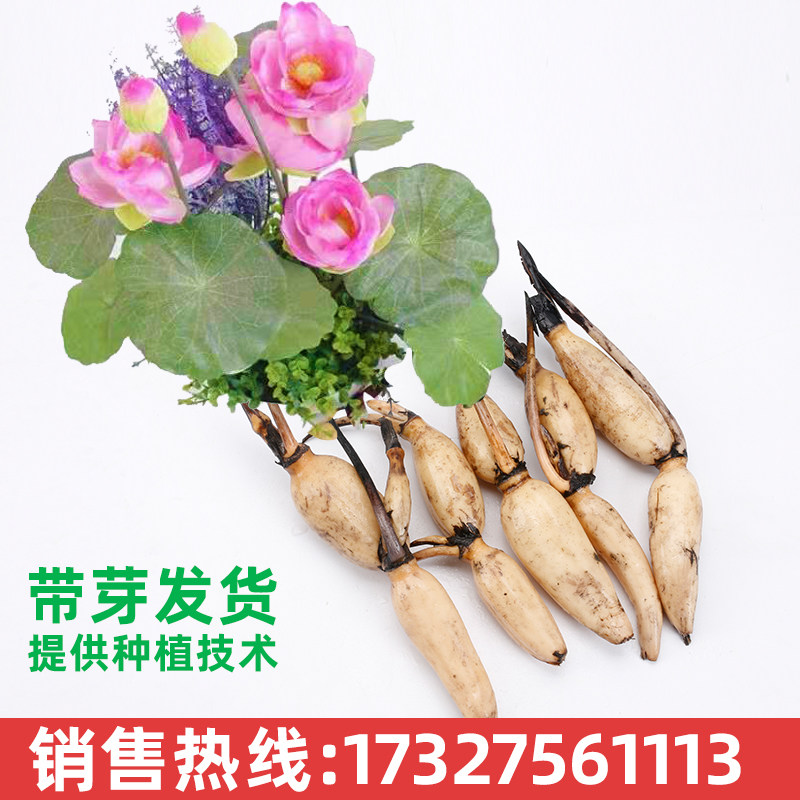小型盆栽荷花种藕苗碗莲种藕根茎