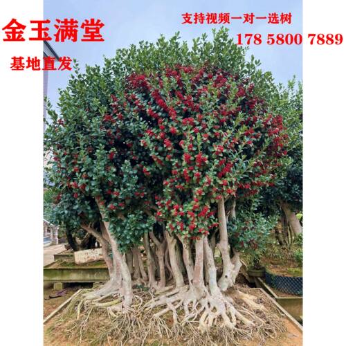 四季常青无刺枸骨观果春季多年生