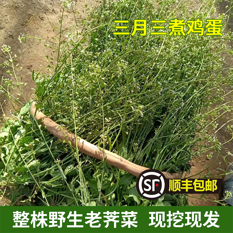 野生新鲜老荠菜干整株带根带花中草药煮水煮鸡蛋现摘现发野菜包 水产肉类/新鲜蔬果/熟食 荠菜 原图主图