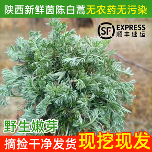 陕西新鲜茵陈野生白蒿鲜嫩绵茵陈蒿现挖现发农家野菜茵陈顺丰包邮