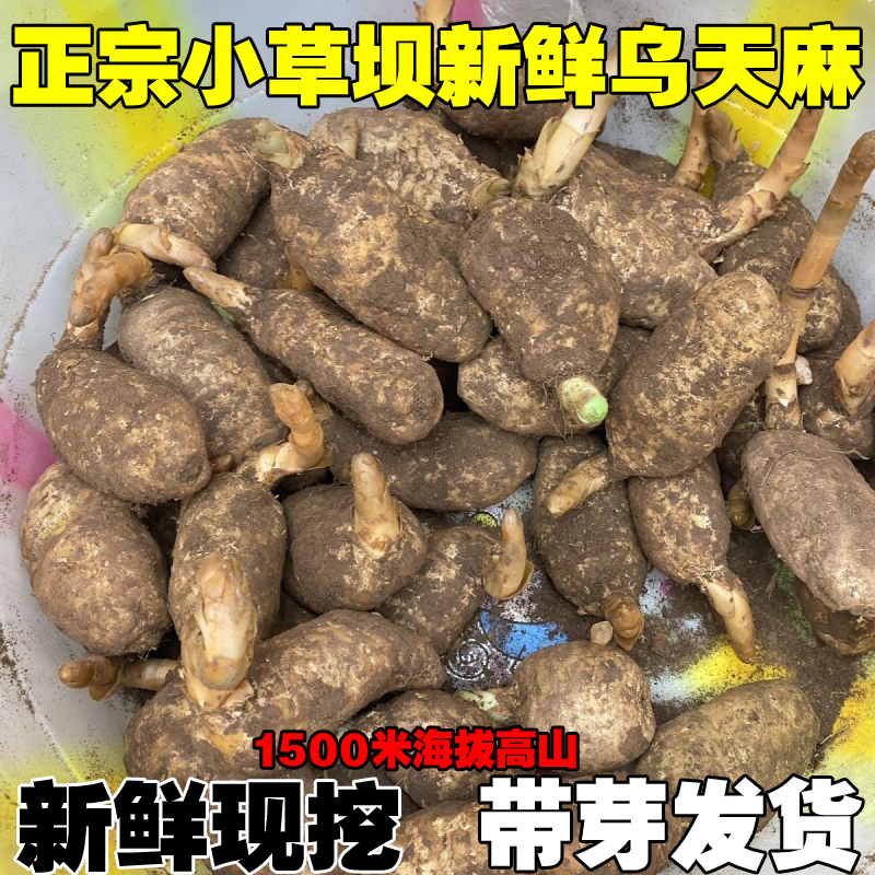 野外生乌天麻特级云南昭通小草坝新鲜老天麻特级湿麻现挖现发包邮