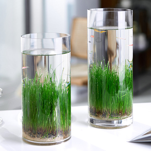 生態(tài)瓶玻璃插花瓶透明直筒大號(hào)水培種子植物水草缸魚(yú)缸微景觀diy
