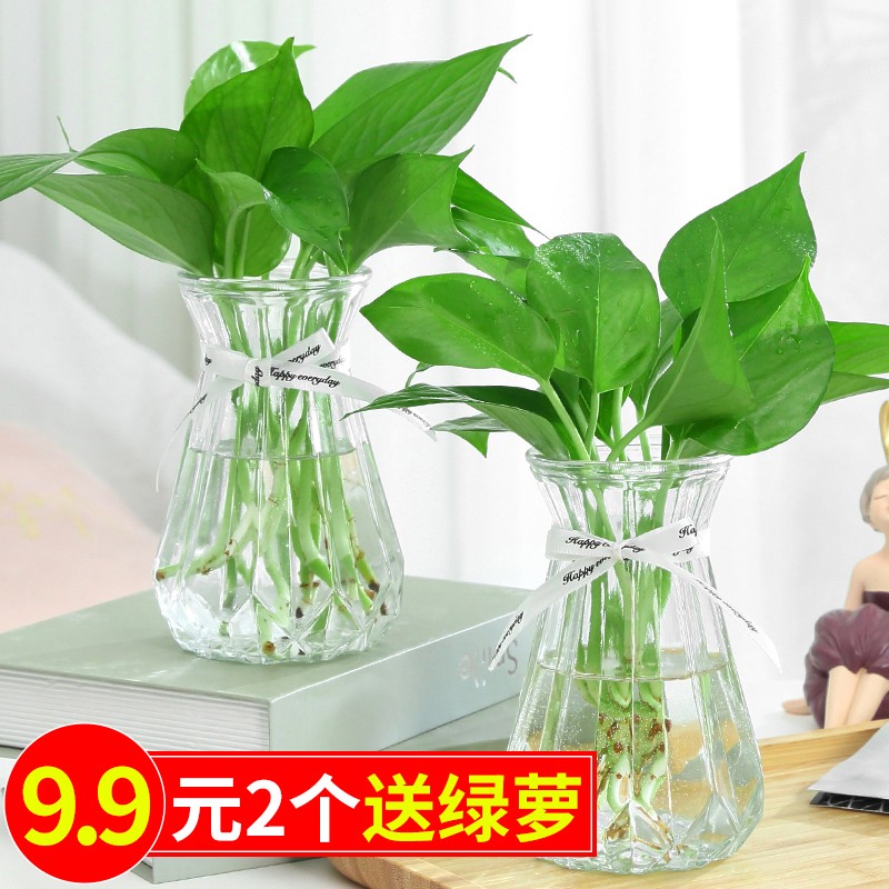 3个9.9元加厚玻璃花瓶透明北欧ins风创意水培植物绿萝水养插花器