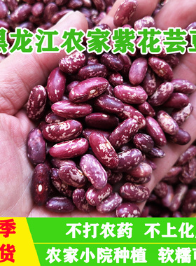 东北农家紫花芸豆大饭豆腰豆菜豆四季豆大碴粥豆五谷杂粮新货包邮