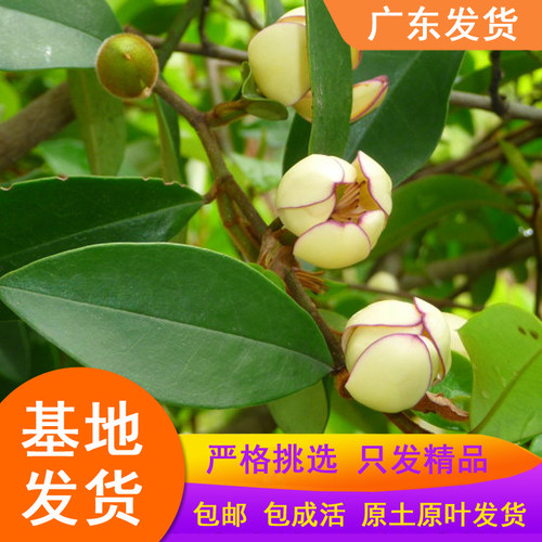 含笑花盆栽树苗浓香四季香妃含笑