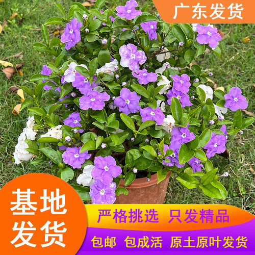 双色茉莉盆栽浓香型四季开花鸳鸯