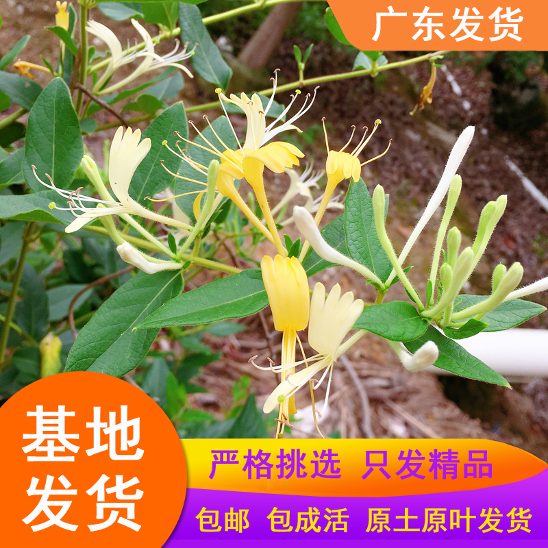 金银花树苗爬藤植物可食用药用忍冬藤花苗四季开花红色鸳鸯藤盆栽