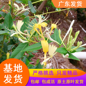 金银花树苗爬藤植物可食用 药用忍冬藤花苗浓香型红色鸳鸯藤盆栽