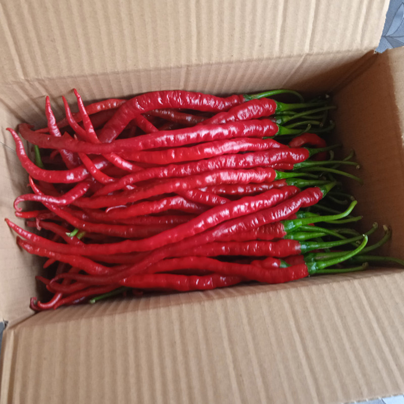 新鲜红辣椒毕节红辣椒二荆条辣椒贵州本地农家红辣椒红线椒