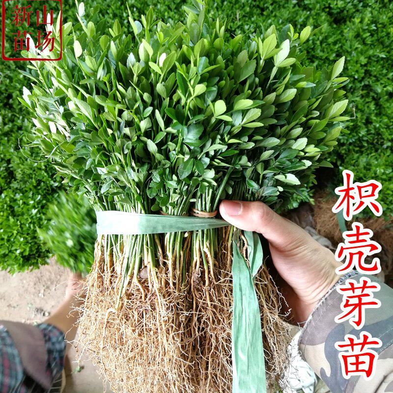 枳壳芽苗枳壳苗枳壳实生苗柑桔嫁接砧木苗篱笆苗枸橘小苗顺丰包邮