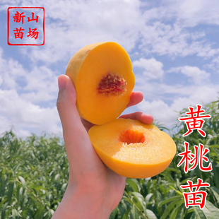 【黄桃树苗】锦绣锦香中桃金甜锦园锦花名月日本友黄贵妃桃子树苗