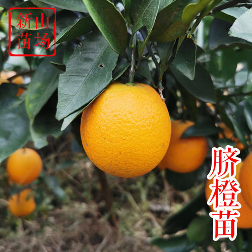 【脐橙树苗】纽荷尔脐橙冰糖橙赣南脐橙子树苗甜橙柑桔橘树苗