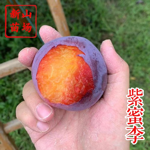 【紫蜜李子苗】6月大果早熟口感好易管理自花结果布朗李子树苗