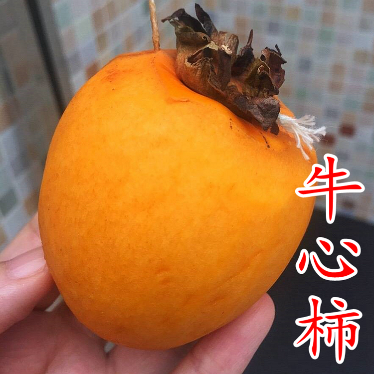 【牛心柿树苗】涩柿软柿吊红柿饼鸡心柿易管理丰产晚熟柿子树苗