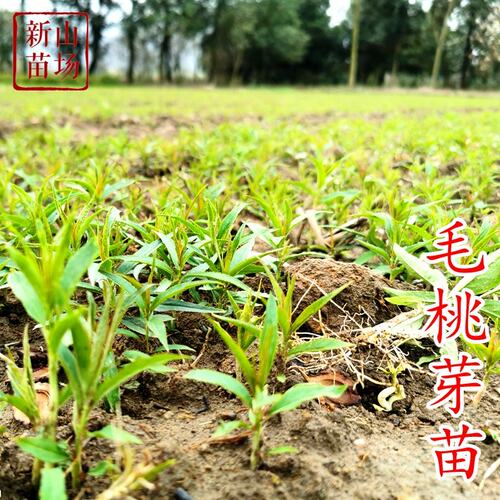 毛桃芽苗实生苗砧木桃幼苗