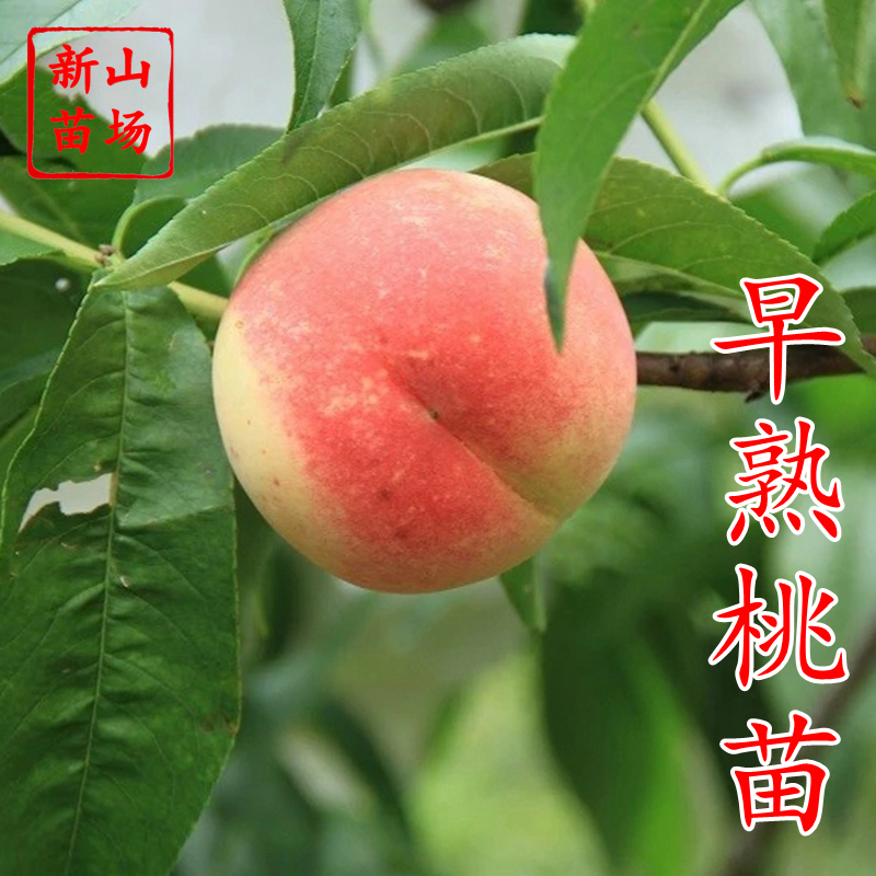 浙江早熟嫁接裸根水蜜桃苗