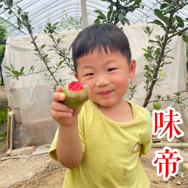 【味帝杏李苗】6月青皮红心脆甜可口新品种嫁接美国杏李子树苗