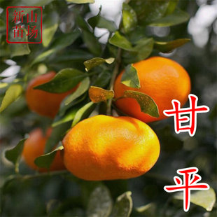 品种2年3年带土球柑橘树苗 爱媛34号2月大果日本新品 甘平桔苗