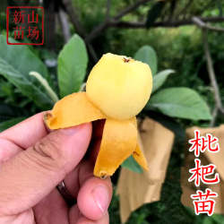 【枇杷树苗】白玉塘栖软条白沙大五星宁海白丰玉冠玉青种枇杷苗