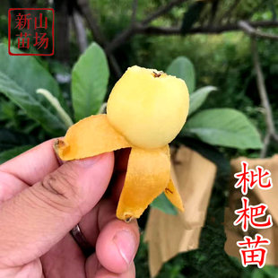 【枇杷树苗】白玉塘栖软条白沙大五星宁海白丰玉冠玉青种枇杷苗