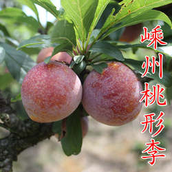 【嵊州桃形李苗】1 2 3年带土经典老品种红心肉冰糖李子树苗